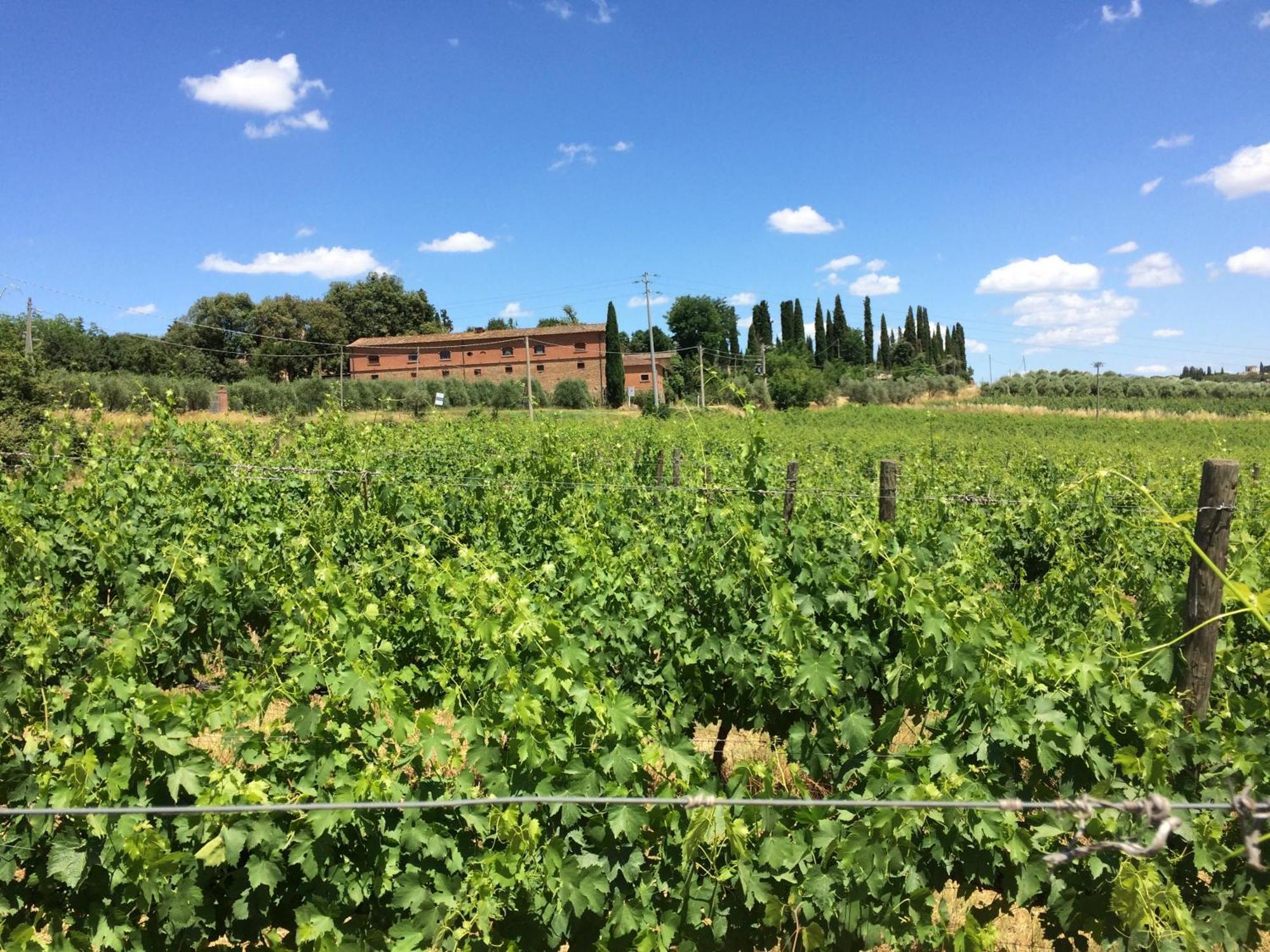 Fattoria Santa Vittoria Pozzo (Arezzo)